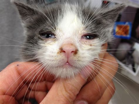 Cat Respiratory Tract