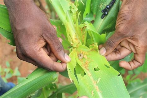 Fall Armyworms March On - DailyGuide Network