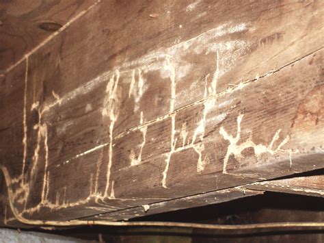 Termites & Wood Destroying Organisms (WDO) – PestManagementPro