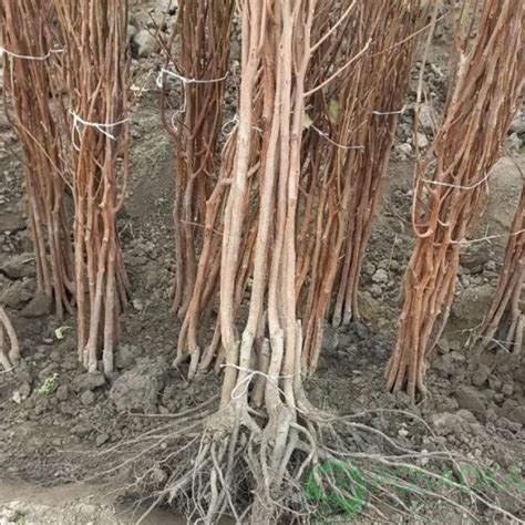 Хурма Шарон - купить в Украине