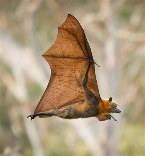 Bat Removal - Icon Pest - Pest & Wildlife Control Services