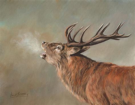 Red Deer Stag Painting by David Stribbling | Pixels