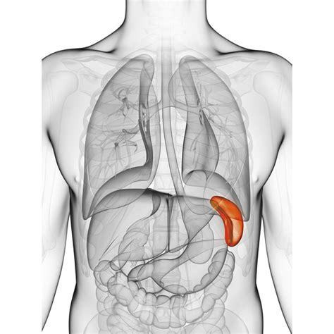 What Is the Function of the Spleen? | Healthfully