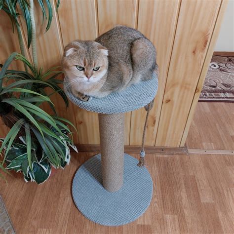 Кошачья когтеточка столбик с полочкой для кошки котят 64см серая от ...