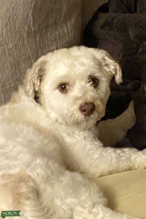 AKC Purebred Male Havanese - Stud Dog in minnesota, United States