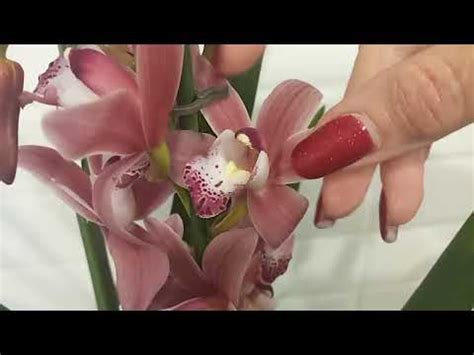 Цимбидиум первое цветение!#Цимбидиум новинка!🌺🌺🌿 - YouTube