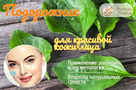 Подорожник для лица – рецепты масок, лосьонов и отваров
