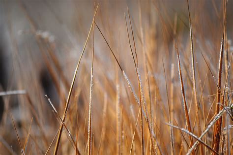 Winter Grass on Behance