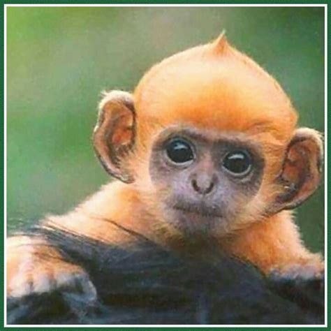 Orange Monkey