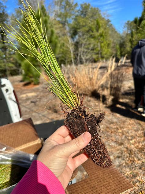 Planting long leaf pines at... - Southeastern Swamp Stewards