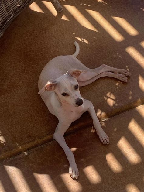 Arizona Chihuahua Rescue – Big Hearts for Little Dogs