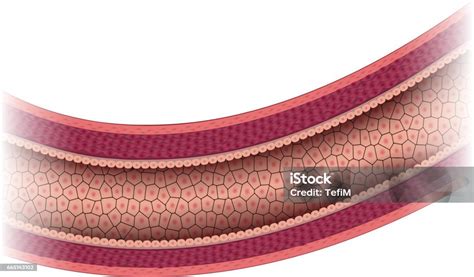 anatomi arteri  sehat ilustrasi stok  gambar