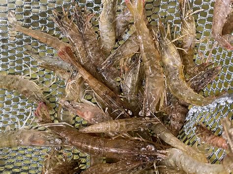 Bait Shops In Dunedin & Clearwater, FL | Angler 360