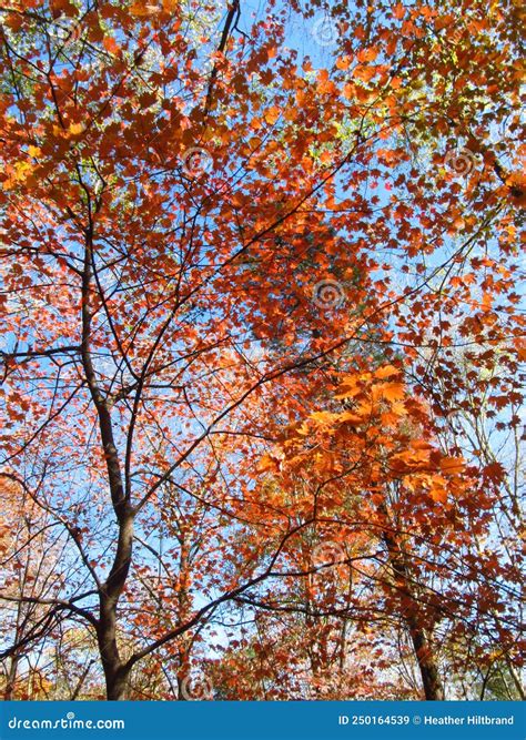 Vivid Red Fall Leaves Along the Nature Trail2 Stock Image - Image of