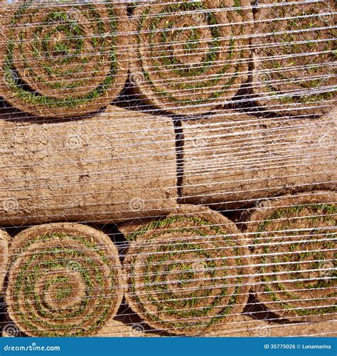 Turf Lawn Laying Background. Stock Photography | CartoonDealer.com
