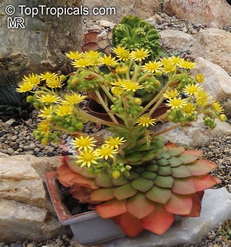 Aeonium sp., Aeonium