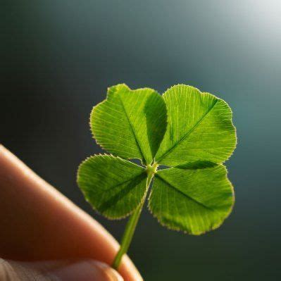 Clover Symbolism | Four leaf clover, Clover leaf, Leaves