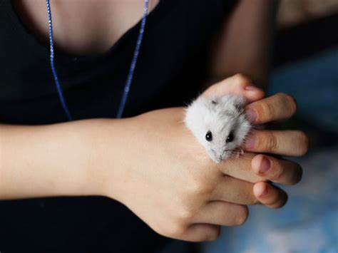 10 Best Low Maintenance Pets for Children - VIVO Pets