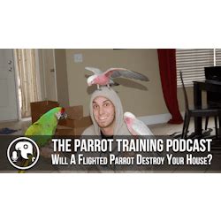 Parrot Training Podcast: Will A Flighted Parrot Destroy Your House ...