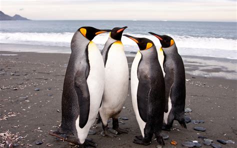 Wallpaper : birds, penguins, stones, beach, wildlife, Penguin, beak ...