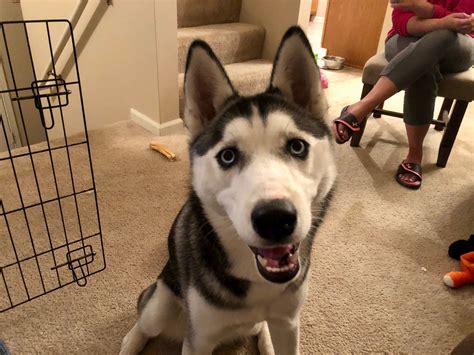 How To Kennel Train A Husky Puppy at Erin Ayers blog