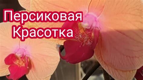 Орхидеи Моя новая орхидея "Карибская Мечта" Caribbean Dream Персиковое ...