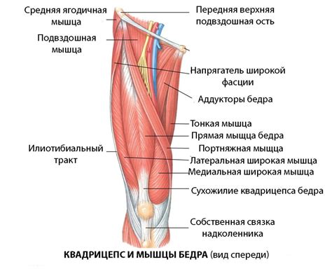 Разрыв сухожилия четырехглавой мышцы бедра - KinesioPro