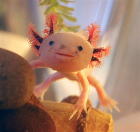 Все про тварин: Мексиканський аксолотль (Ambystoma mexicanum)