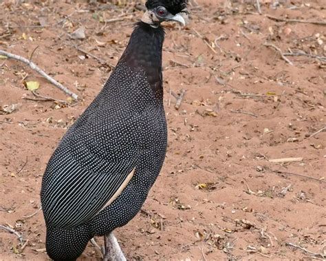 Crested guineafowl - Facts, Diet, Habitat & Pictures on Animalia.bio
