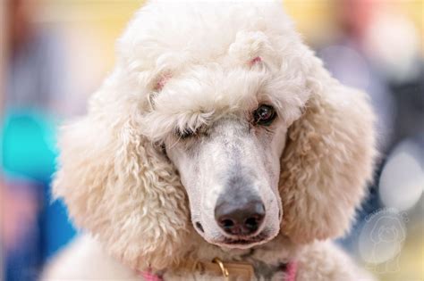 The Ultimate Guide to Cavapoo Grooming: How to Keep Your Pooch Healthy ...