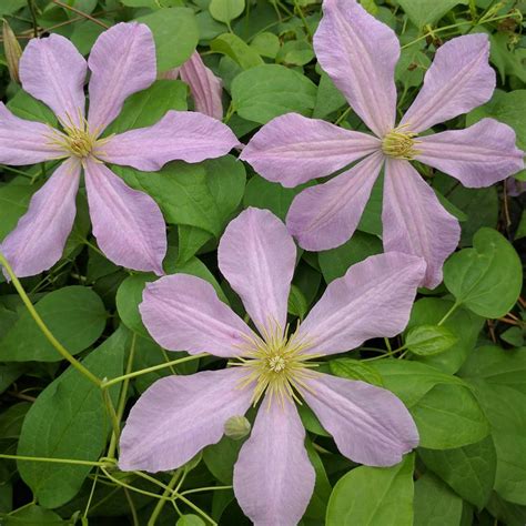Photo #56857 | Clematis 'Comtesse de Bouchaud' | plant lust
