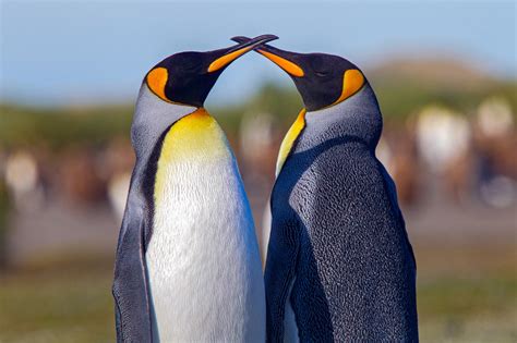 Penguins: Charming, Widespread, and Environmentally Important ...