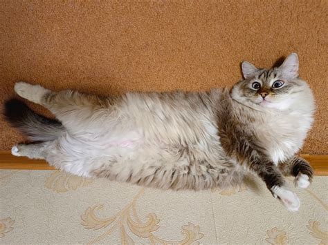 Подборка интересных и веселых картинок 15.03.23: dymontiger — LiveJournal