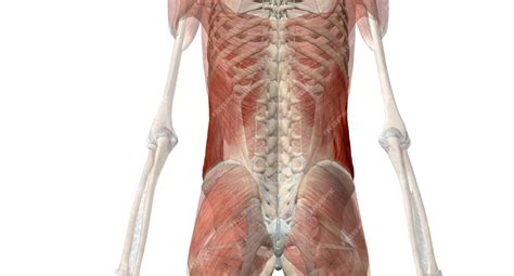 Premium Photo | Your core muscles are the muscles deep in the abdomen