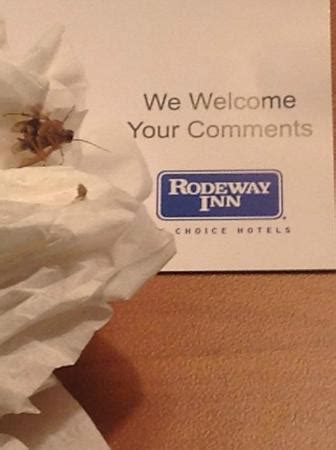 RODEWAY INN MIAMI AIRPORT - Prices & Motel Reviews (FL)