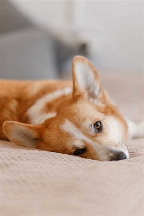 Corgi Photos, Download The BEST Free Corgi Stock Photos & HD Images