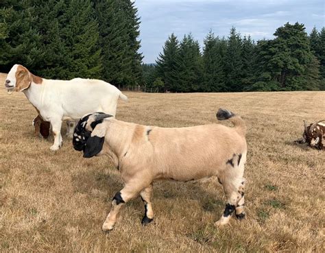 Buck Naked Boer Goats