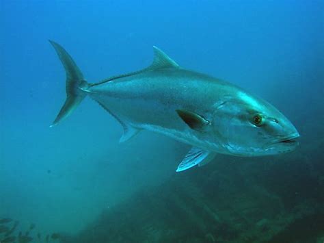 amberjack facts habitat diet life cycle pictures