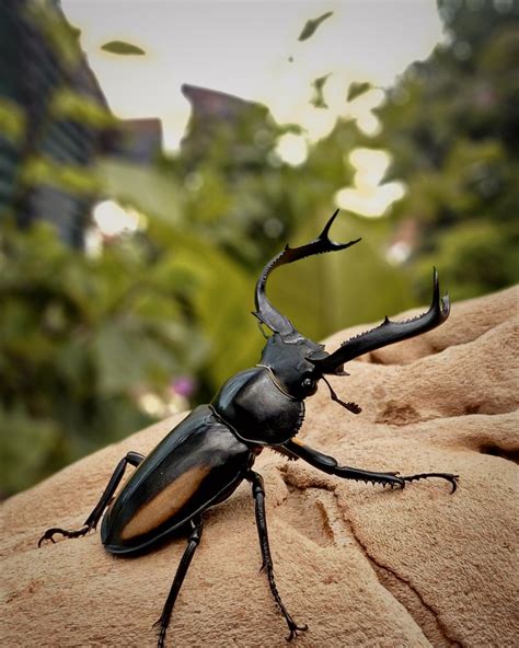 insect beetle entomology  photo  pixabay pixabay