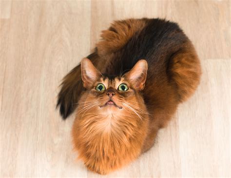 Somali Cat Personality: How Do Somali Cats Act? | Litter-Robot