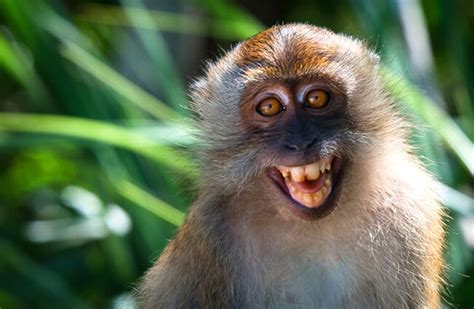 macaque description habitat image diet  interesting facts