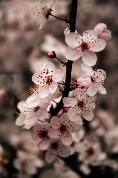 Photo of Pink Cherry Blossoms · Free Stock Photo