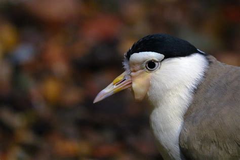 Masked Lapwing by rainylake on DeviantArt