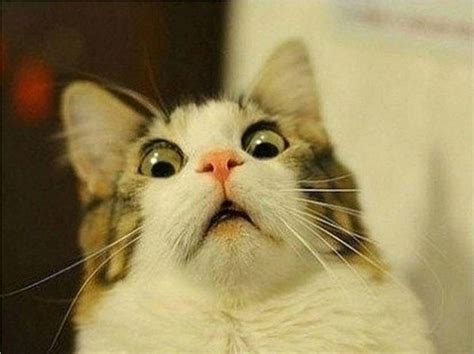 Funny Cat Memes Wallpapers - Top Free Funny Cat Memes Backgrounds ...