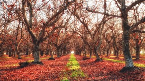 Hdri Trees