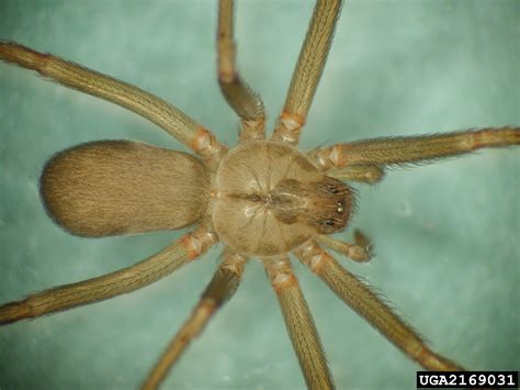 Don’t panic over brown recluse spiders in Michigan - Landscaping