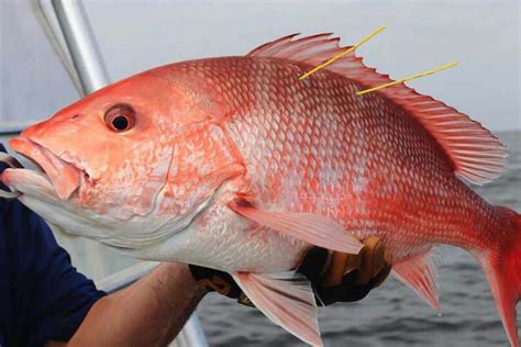 Snapper Vs Grouper - Top 5+ Comprehensive Guidesouachitaadventures.com