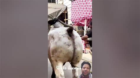 angry bull unloading video  angrycow angrycowvideo shorts viral