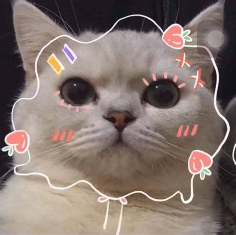 anh doi cute meo  hinh nhieu luot tai nhat