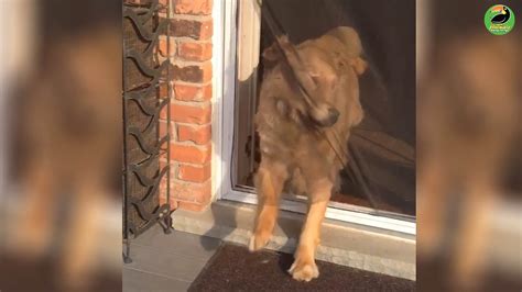 minutes   funniest animal fails youtube